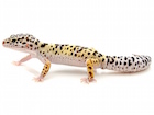 Leopard Gecko