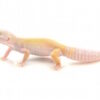 Leucistic Leopard Gecko