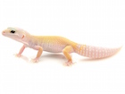 Leucistic Leopard Gecko