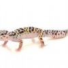 Mack Snow Leopard Gecko