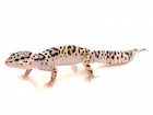 Mack Snow Leopard Gecko