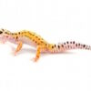 Pinstripe Leopard Gecko