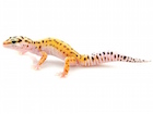 Pinstripe Leopard Gecko