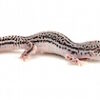 Super Snow Leopard Gecko