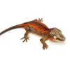 Red Striped Gargoyle Gecko (DEADPOOL offspring)