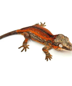 Red Striped Gargoyle Gecko (DEADPOOL offspring)