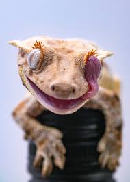 Crested Gecko Reptiles
