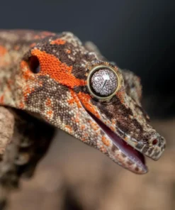 Gargoyle Gecko Reptiles