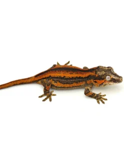 Red Striped Gargoyle Gecko (TAMPAX offspring)