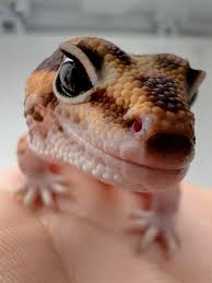 African Fat Tail Gecko