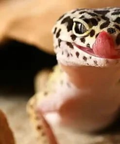 Leopard Gecko Reptiles