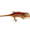 Red Striped Gargoyle Gecko (INCREDIBLE COLOR)