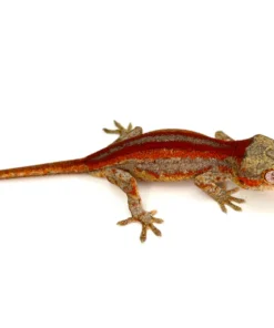 Red Striped Gargoyle Gecko (INCREDIBLE COLOR)