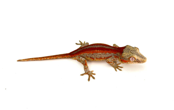 Red Striped Gargoyle Gecko (INCREDIBLE COLOR)