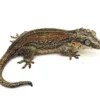 Female Red/Orange Striped Gargoyle Gecko