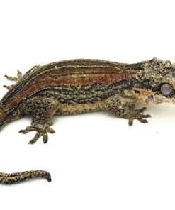 Female Red/Orange Striped Gargoyle Gecko