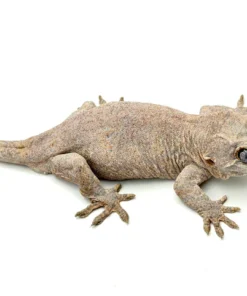 Pink Base? Gargoyle Gecko (Phantom group)