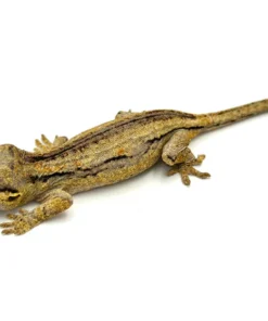 Pink Pastel Striped Gargoyle Gecko (Pink Floyd offspring)