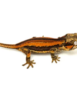 Red Six Striped Gargoyle Gecko (Pennywise offspring)