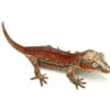 Red Striped Gargoyle Gecko (Dracula Jr offspring) Head Color