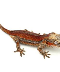 Red Striped Gargoyle Gecko (Dracula Jr offspring) Head Color