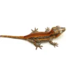 Red Striped Gargoyle Gecko (Head color)