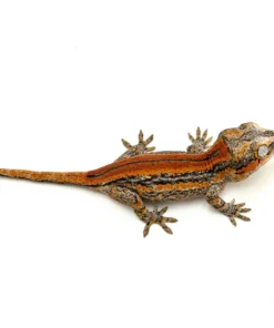 Red Striped Gargoyle Gecko (Head color)
