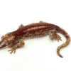 Red Striped Gargoyle Gecko