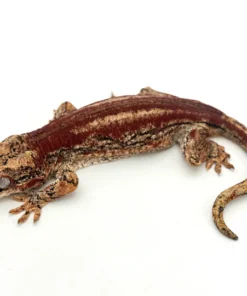 Red Striped Gargoyle Gecko