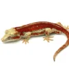 Red Striped Gargoyle Gecko