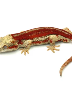 Red Striped Gargoyle Gecko
