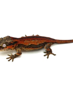 Dark Red Striped Gargoyle Gecko