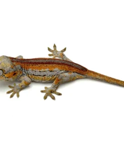 Red Super Striped Gargoyle Gecko (Young Blood offspring)