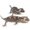 Reticulated/Banded Baby Gargoyle Gecko Special