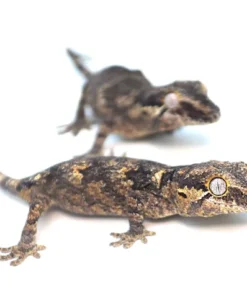 Reticulated/Banded Baby Gargoyle Gecko Special