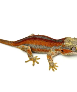 Red Super Striped Gargoyle Gecko (TAMPAX X KOALA offspring)