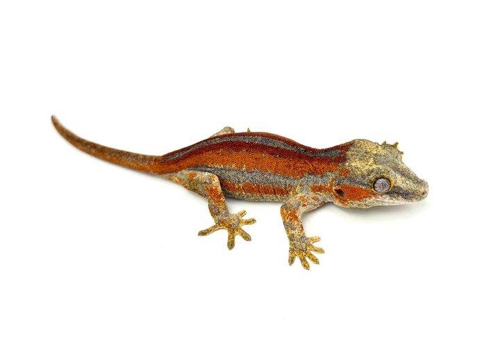 Red Super Striped Gargoyle Gecko (TAMPAX X KOALA offspring)