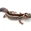 Whiteout Zulu African Fat Tailed Gecko (50% pos het Caramel, Ghost, Oreo, Patty)