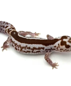 Whiteout Zulu African Fat Tailed Gecko (50% pos het Caramel, Ghost, Oreo, Patty)