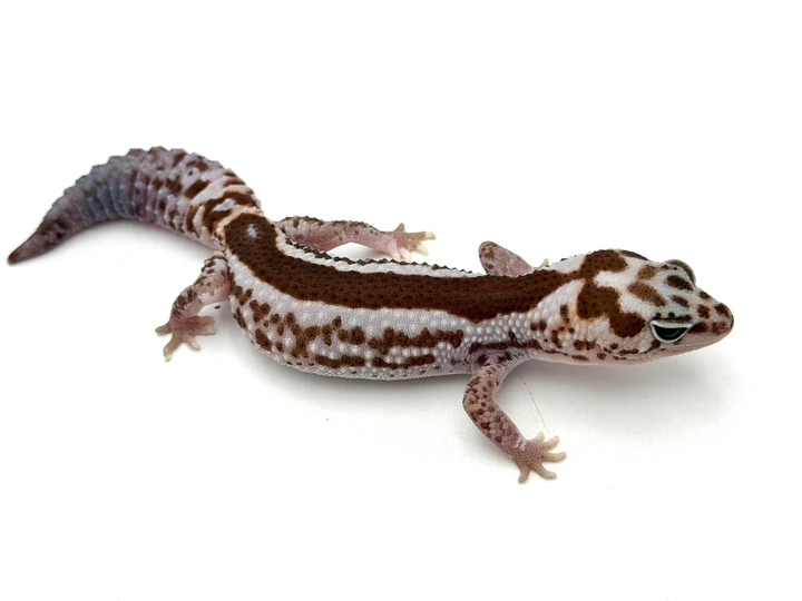 Whiteout Zulu African Fat Tailed Gecko (50% pos het Caramel, Ghost, Oreo, Patty)